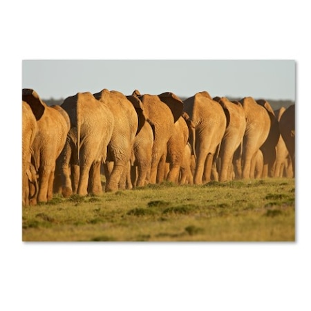 Robert Harding Picture Library 'Elephants 13' Canvas Art,12x19